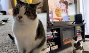 这猫咪的爱好与众不同，每天等主人起床给它开电视，只为看动画片