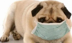 狗儿感冒吃什么药
