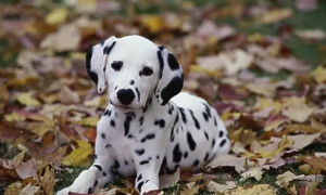斑点狗是什么品种