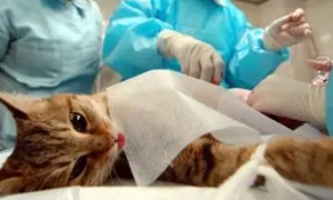 母猫绝育手术