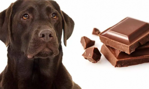 狗狗为什么不可以吃巧克力?
