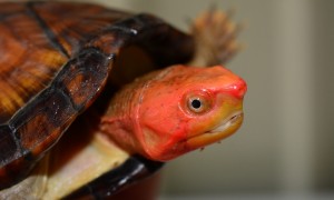 红面泥龟多少钱一只