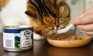 猫罐头能加热吃吗