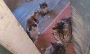 母猫带着4个孩子找上门，一点都没想走：你看着办吧