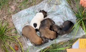 5只刚出生小狗被遗弃，女生和同事齐心救助，医生说只能听天由命