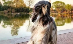 为爱犬花费24万元，只认是世界上最美的狗，网友：真像梅超风