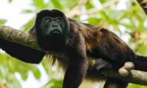 鬃毛吼猴是国家一级保护动物吗