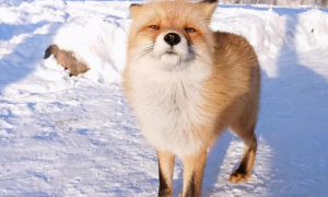 可能大家不知道，跟北海道的雪景最般配的其实是这些小狐狸