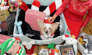 壕！英国一居民圣诞节为爱犬花费数万元