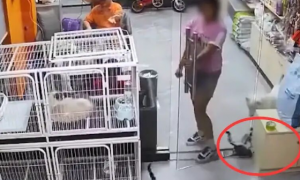 东莞：小女孩在宠物店用玻璃门夹死小猫，店主：约家长见面解决