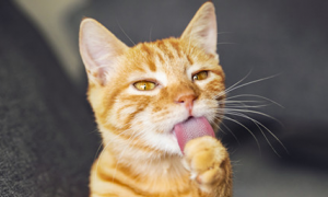 猫咪为什么会吐舌头喘气
