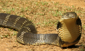 眼镜王蛇最大有多少米