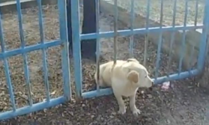 发现1只狗狗在栅栏附近，走近看清后：这是摊上事了