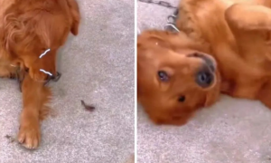 黄金猎犬想和螳螂交朋友，结果一蹭就把它压死了