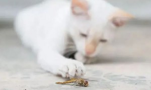 猫咪抓虫吃应该怎么办