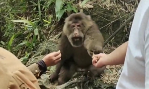 云南昭通出现“大青猴”，不断有村民围观投食，当心宠成流氓猴