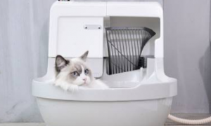 猫洁易清洗液可以自己加吗