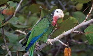 古巴亚马逊鹦鹉怎么分辨雌雄
