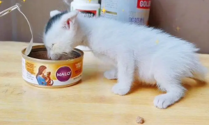 奶猫能吃罐头吗