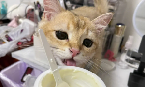 猫咪能喝什么酸奶