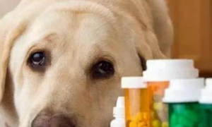 感冒药可以给狗狗吃吗