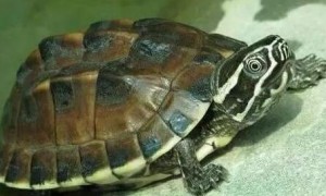马来食螺龟是怎么样晒甲的
