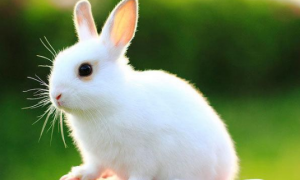 如何保护怀孕的兔子 注意补充营养