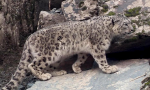新疆发现4只雪豹，疑似母豹在教小豹狩猎，漫山遍野寻找猎物气味