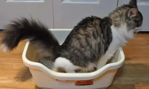 公猫母猫能用一个猫砂盆吗