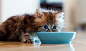 两个月猫能吃猫罐头吗