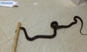 进家的蛇打死了意味着什么
