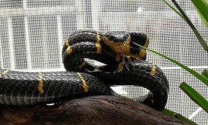 黄环林蛇最大有多少斤