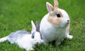 喂兔子有哪些注意点 注意喂食时间