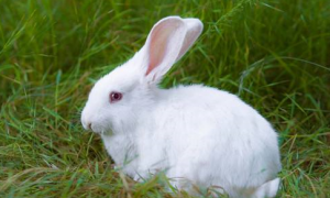 兔子低血糖多久会恢复