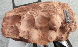 博物馆回应“发现三枚8000万年前恐龙蛋化石”：后续可能会展出