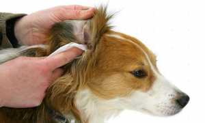 狗狗有耳螨症状