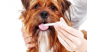 狗能用人的消炎药吗