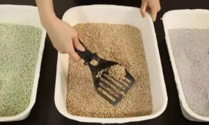 猫砂如何生产出来的