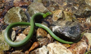 翠青蛇是国家几级保护动物