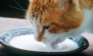 猫能喝纯牛奶吗