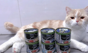 小猫几个月可以吃猫罐头么