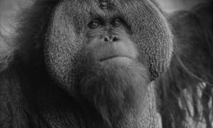 45岁！目前国内动物园最年长猩猩“森泰”离世