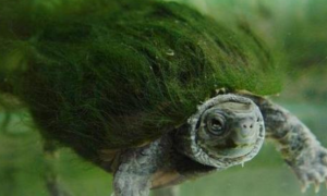 绿毛龟的绿毛斑秃症症状是什么
