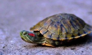 乌龟最多能饿多久