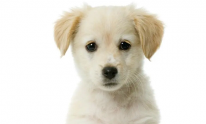 小狗缺钙抽搐和犬瘟抽搐区别有哪些