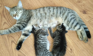 怀孕母猫打了疫苗怎么办啊