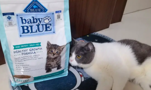 蓝馔幼猫粮有诱食剂吗