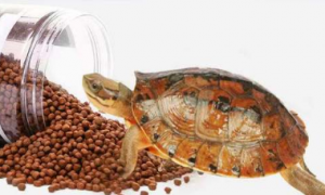 乌龟一天吃多少龟粮