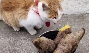 猫咪吃红薯会怎么样吗