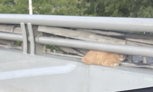 被困高架桥的流浪猫，面对川流不息的车辆，它只能蜷缩在它认为安全的空间里